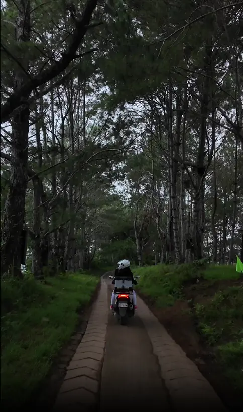 17-second portrait video from the motorcycle ride near the Camp Sabros entrance, with big trees along the road.
